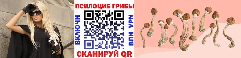Купить закладки  Кизилюрт  Псилоцибиновые грибы Cubensis 